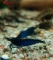 Preview: Royal Blue Tiger